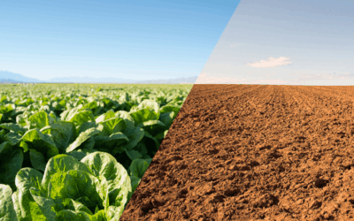 Climate and farming future